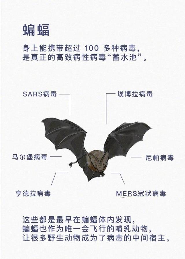 揭开神秘面纱，蝙蝠与最新疫情真相揭秘