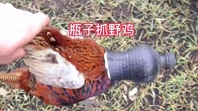 时代背景下的独特观察，最新野鸡媒抓鸡视频揭秘
